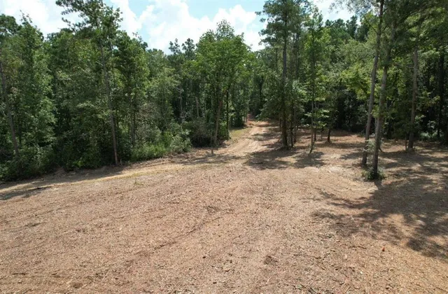 a view of a yard with plants and trees
