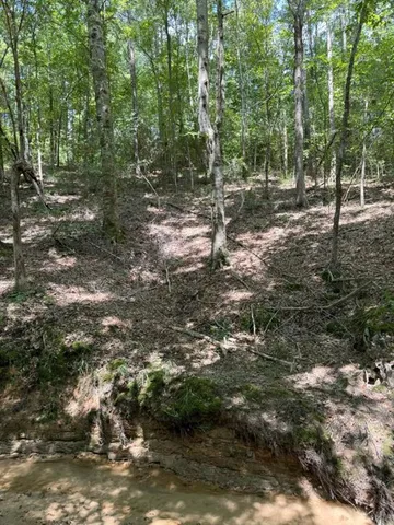 a view of a forest with trees