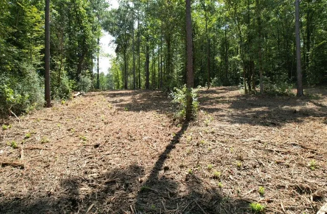a view of a yard with large trees