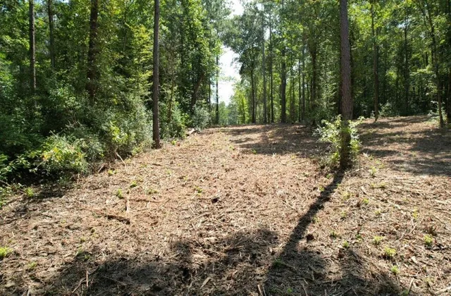 a view of a yard with trees