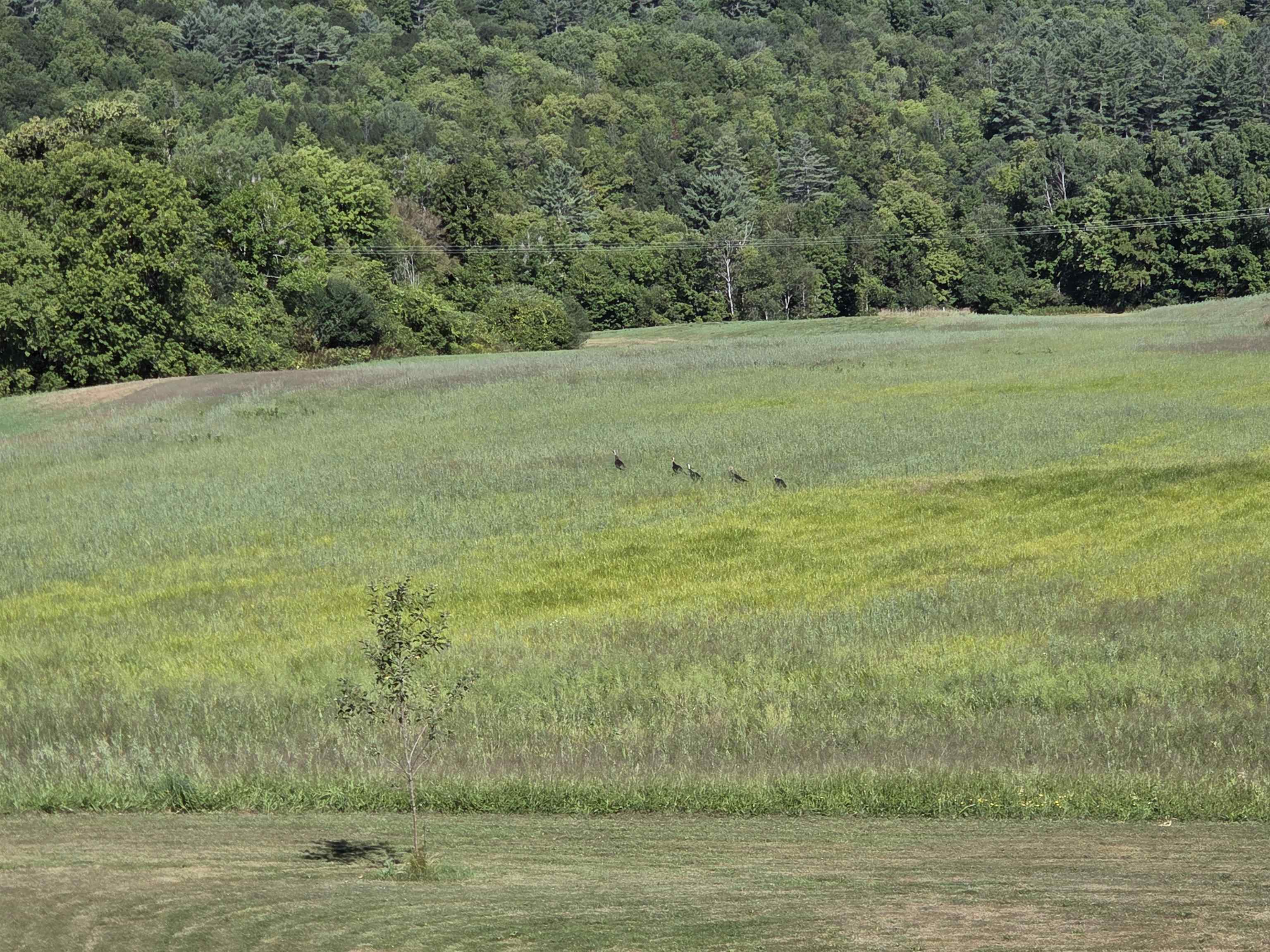 1065 Higgins Hill Road St. Johnsbury, VT 05819 - Photo 50 of 60