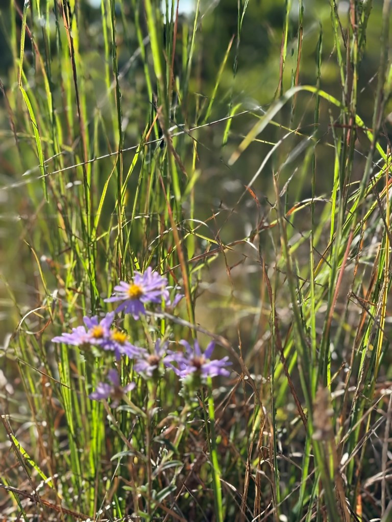 28 Joyce Road Murphy, NC 28906 - Photo 43 of 55 wild flowers everywhere