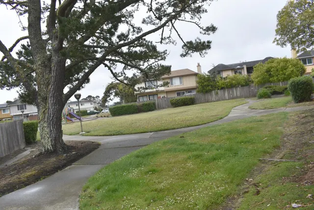 a view of a yard with plants and a large tree
