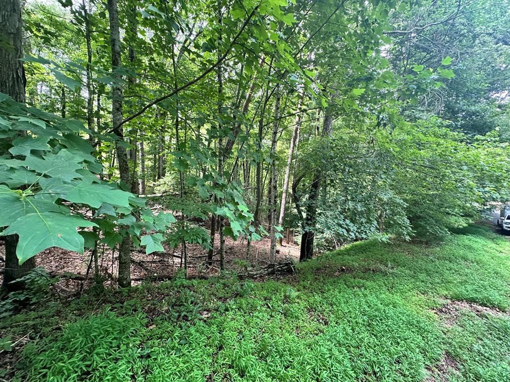 Lot 4 Browns Cove Road Blue Ridge, GA 30513 - Photo 7 of 8 Gallery Image 7