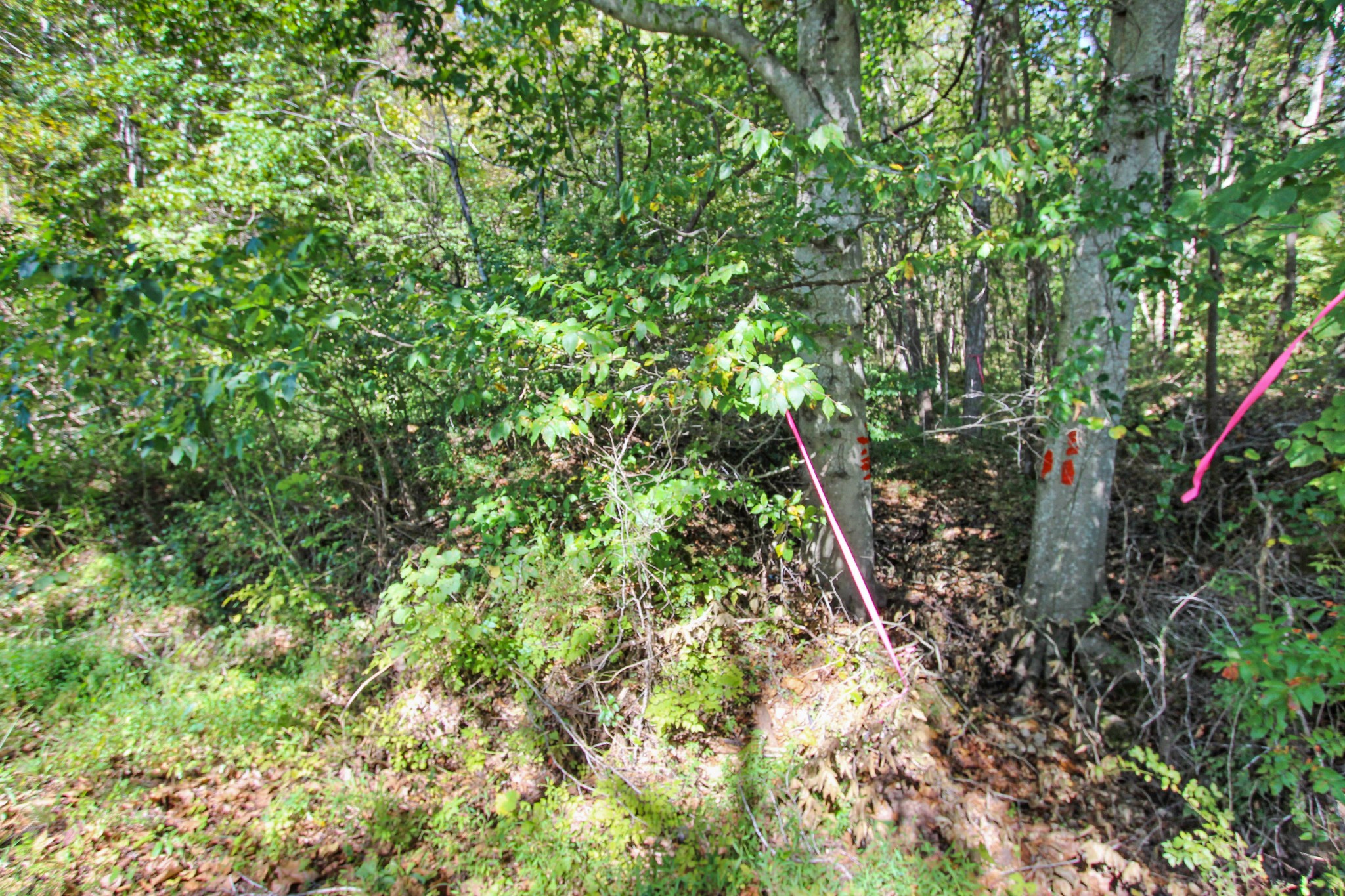 1 Bumpus Mills Road Dover, TN 37058 - Photo 7 of 9 Gallery Image 7