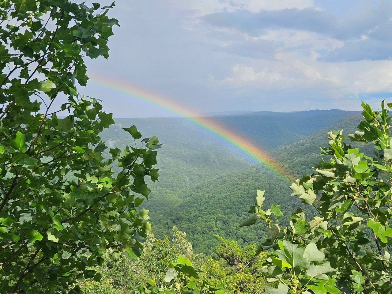 0 Grassy Ridge Road Beersheba Springs, TN 37305 - Photo 3 of 3 a view of a garden