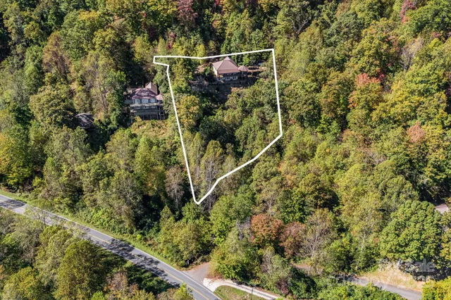 a view of a plant with a tree