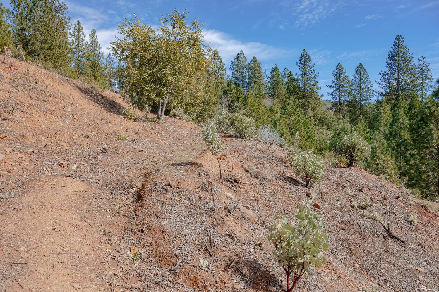 5776 Prospector Lane Murphys, CA 95247 - Photo 15 of 39 a view of a dry yard with trees in the background