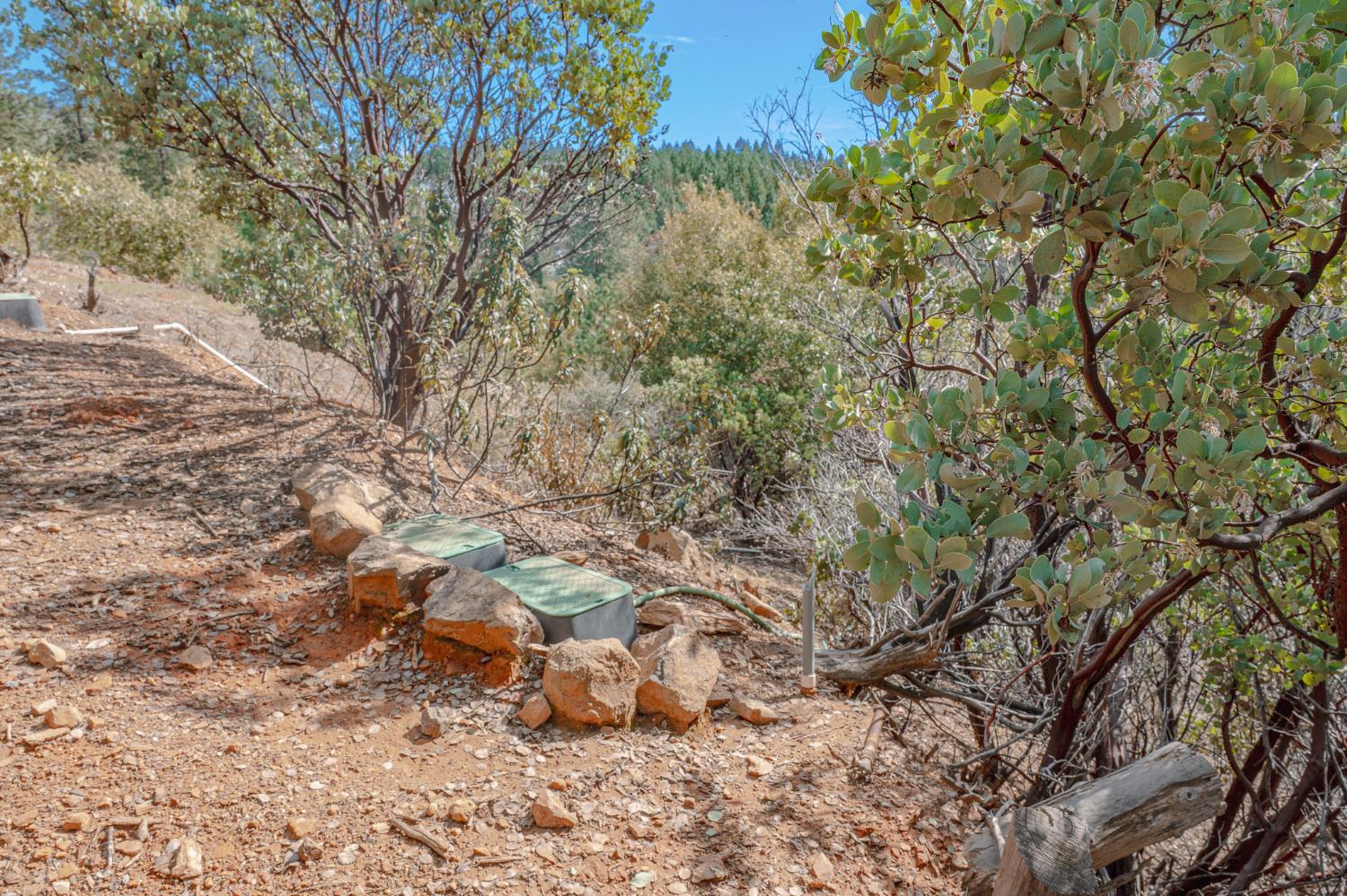 5776 Prospector Lane Murphys, CA 95247 - Photo 16 of 39 a view of a yard with a tree