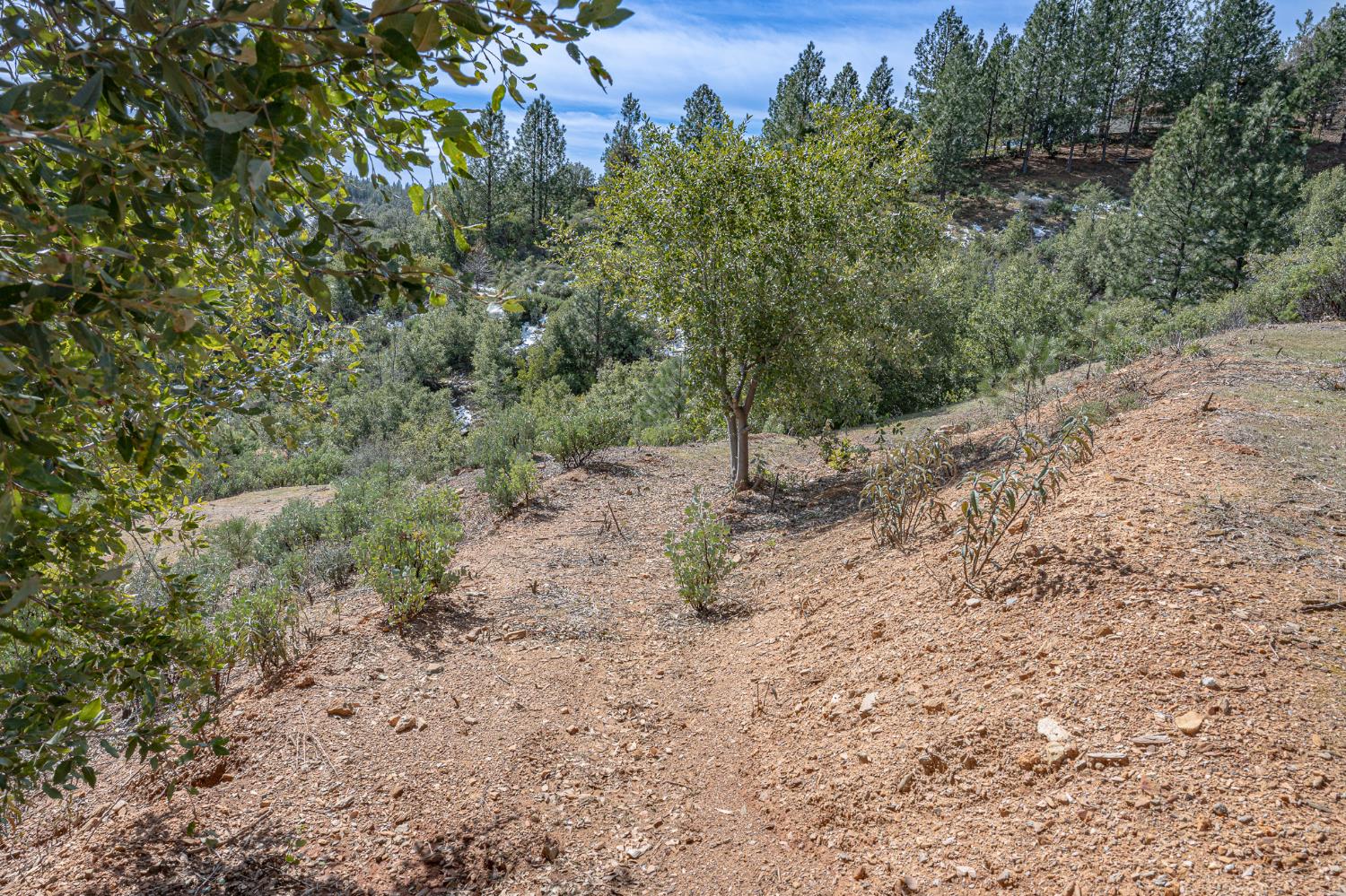 5776 Prospector Lane Murphys, CA 95247 - Photo 18 of 39 a view of a yard with a tree