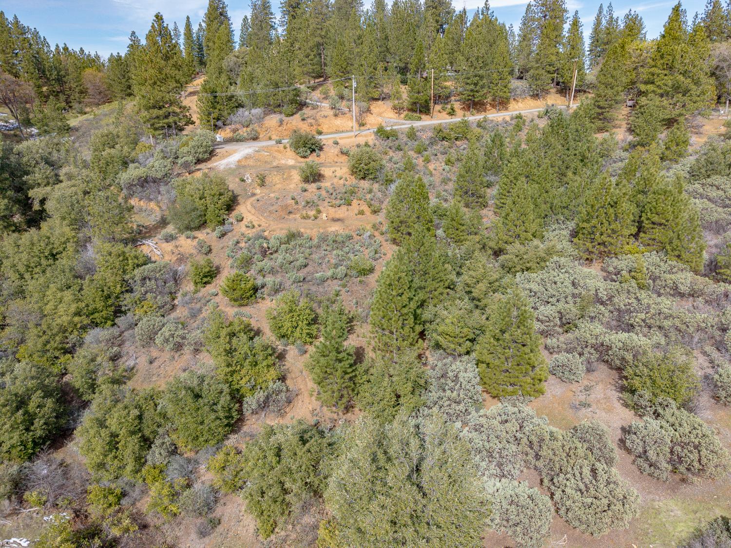 5776 Prospector Lane Murphys, CA 95247 - Photo 25 of 39 a view of a forest covered with trees