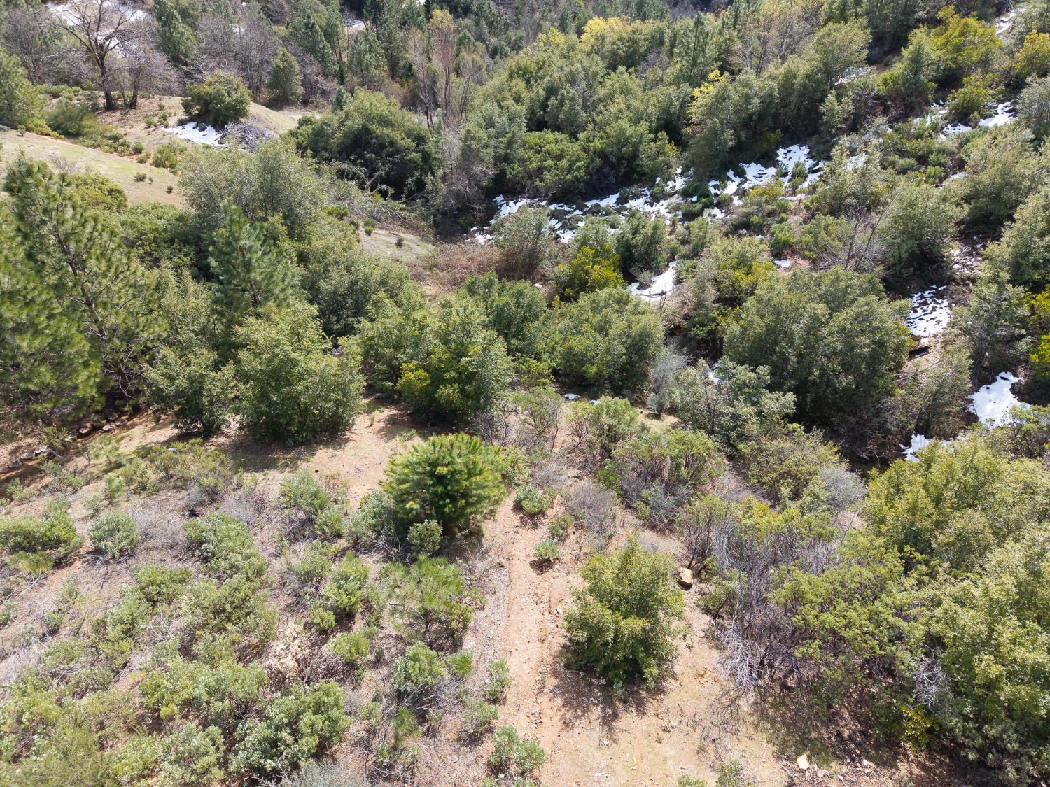 5776 Prospector Lane Murphys, CA 95247 - Photo 31 of 39 a view of a forest with a tree