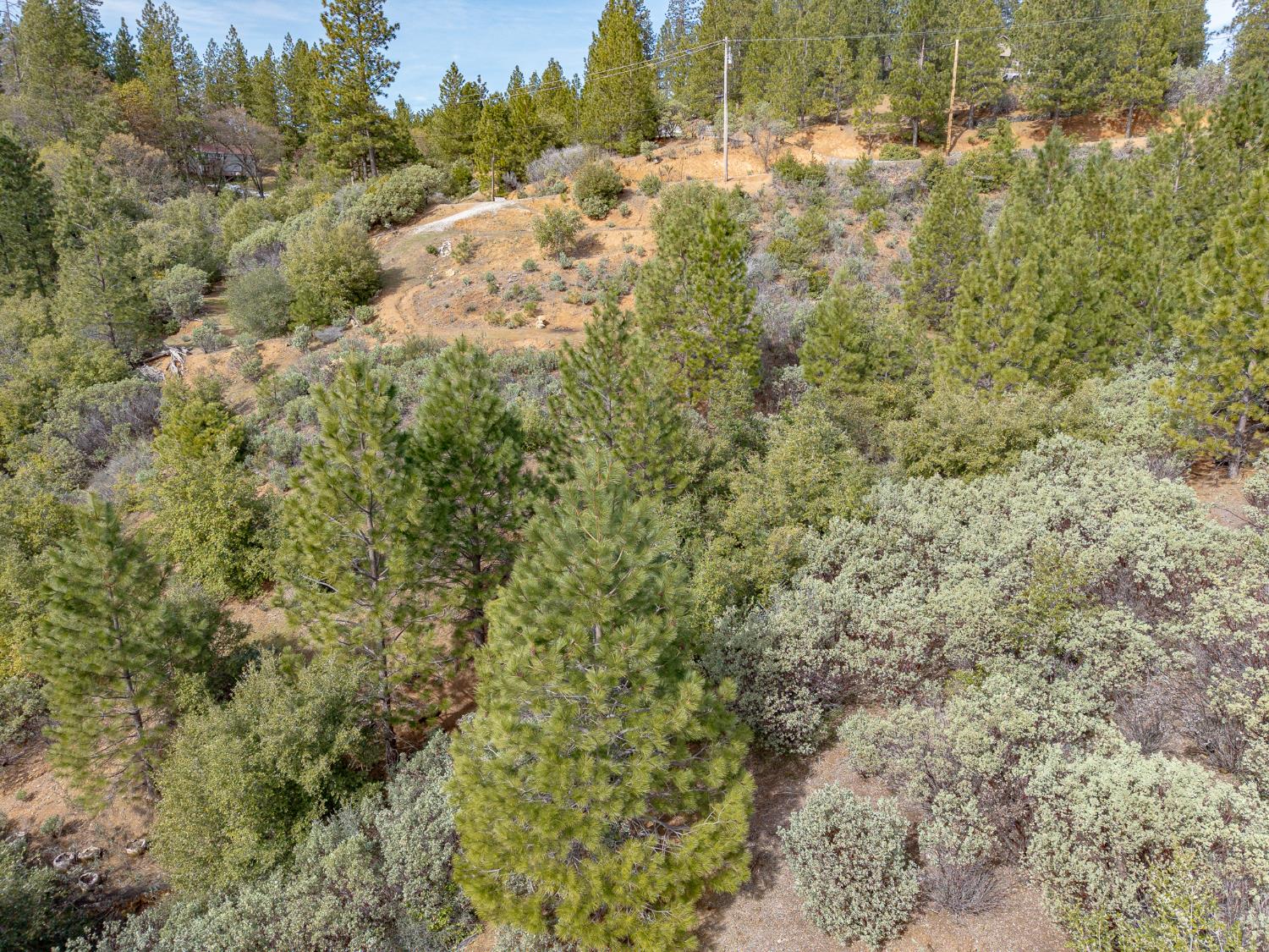 5776 Prospector Lane Murphys, CA 95247 - Photo 36 of 39 a view of a yard