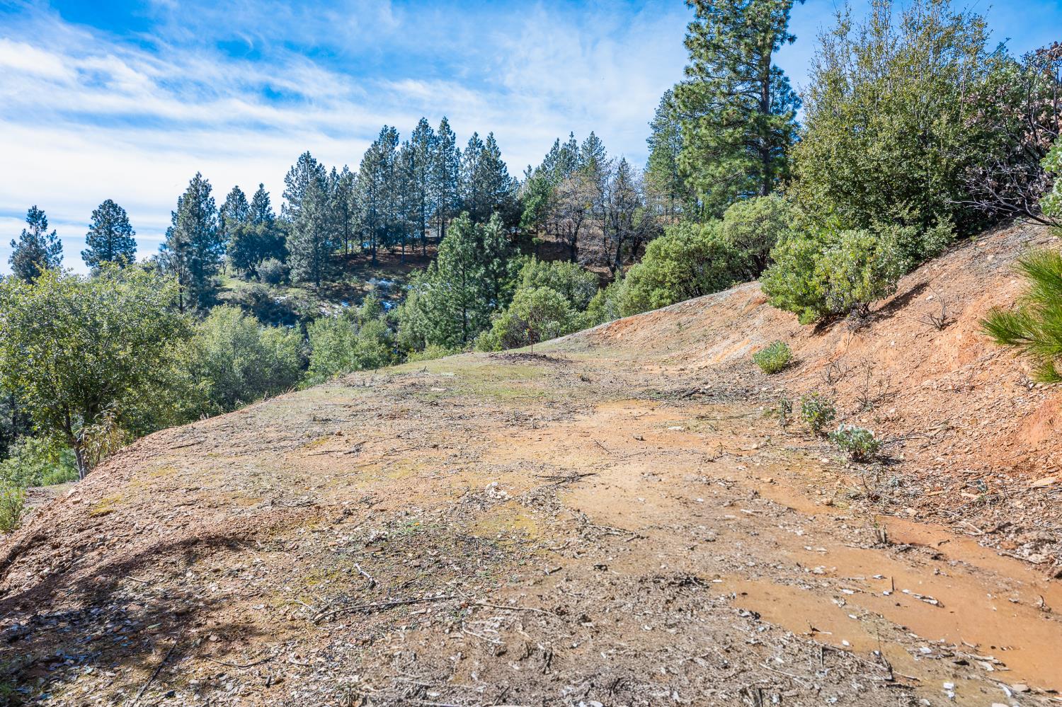 5776 Prospector Lane Murphys, CA 95247 - Photo 5 of 39 a view of a dry yard with trees