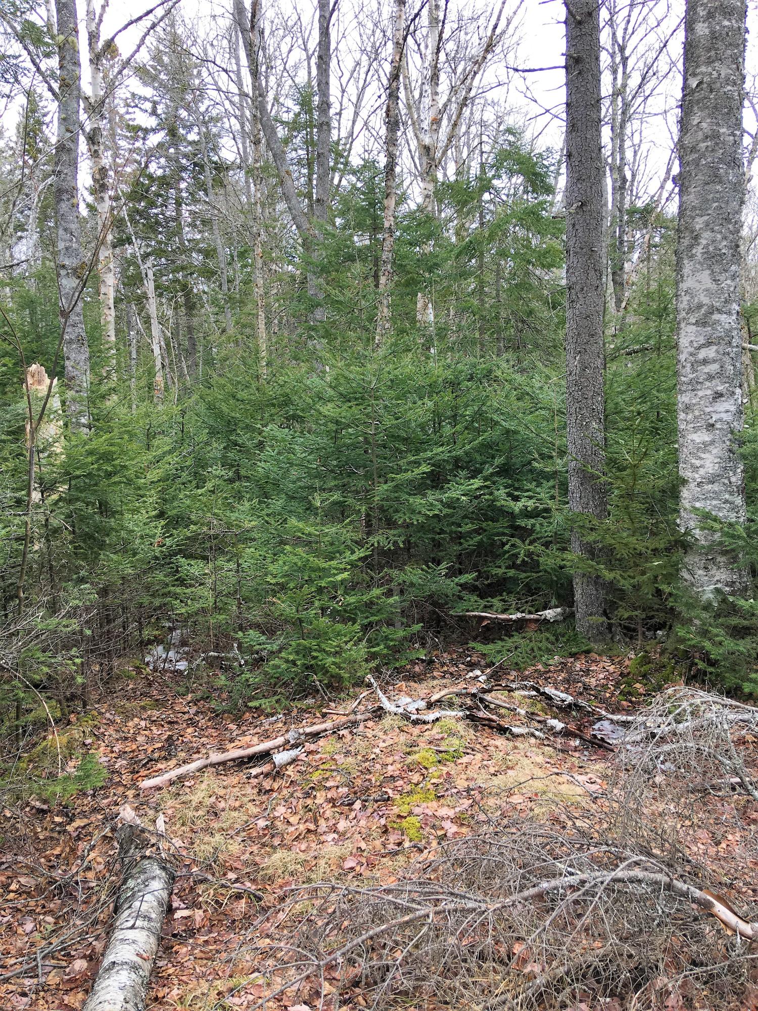 0 Pineo Point Road Harrington, ME 04643 - Photo 25 of 39 IMG_4207