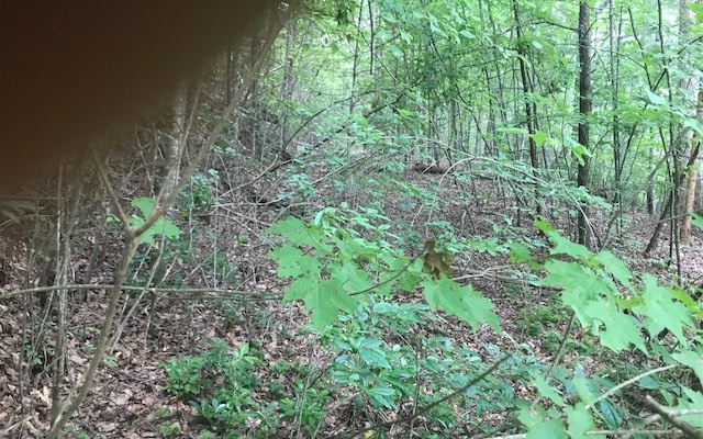 Wolf Creek Road Blairsville, GA 30512 - Photo 1 of 1 Main View