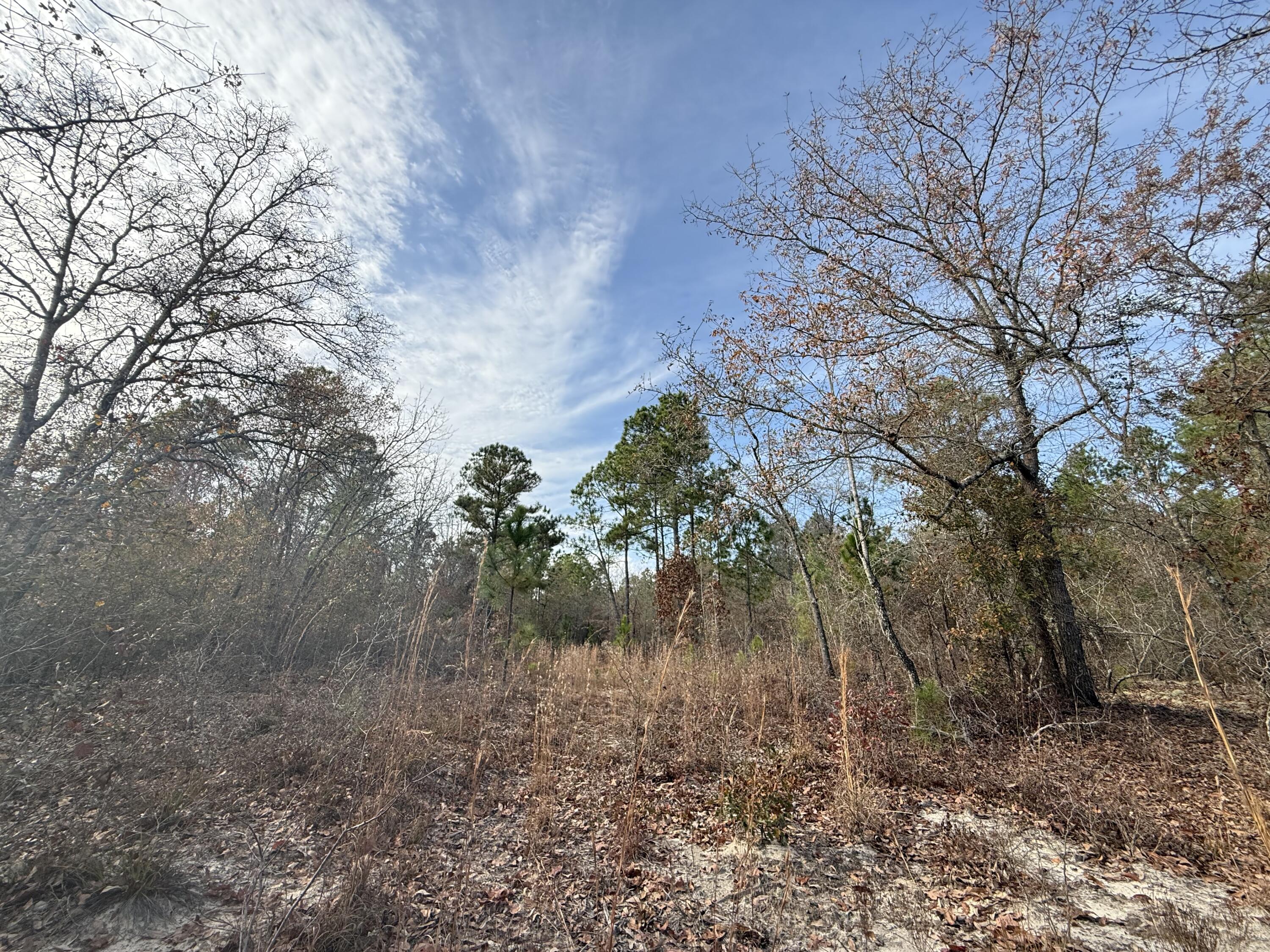 3391 Davis Bridge Road Williston, SC 29853 - Photo 11 of 16 IMG_3946