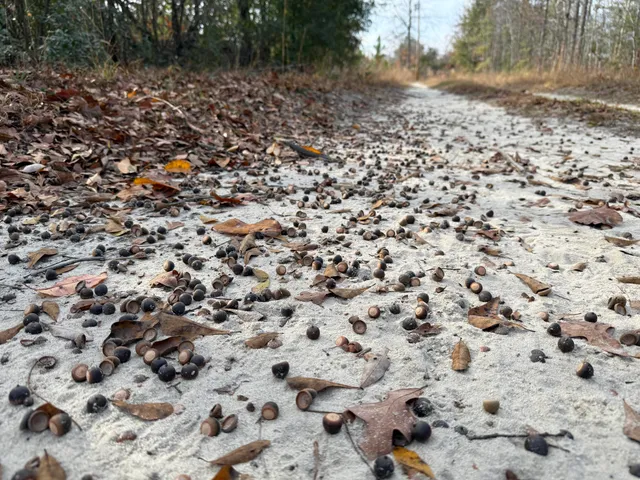 $149,990 | 3391 Davis Bridge Road, Williston, SC 29853