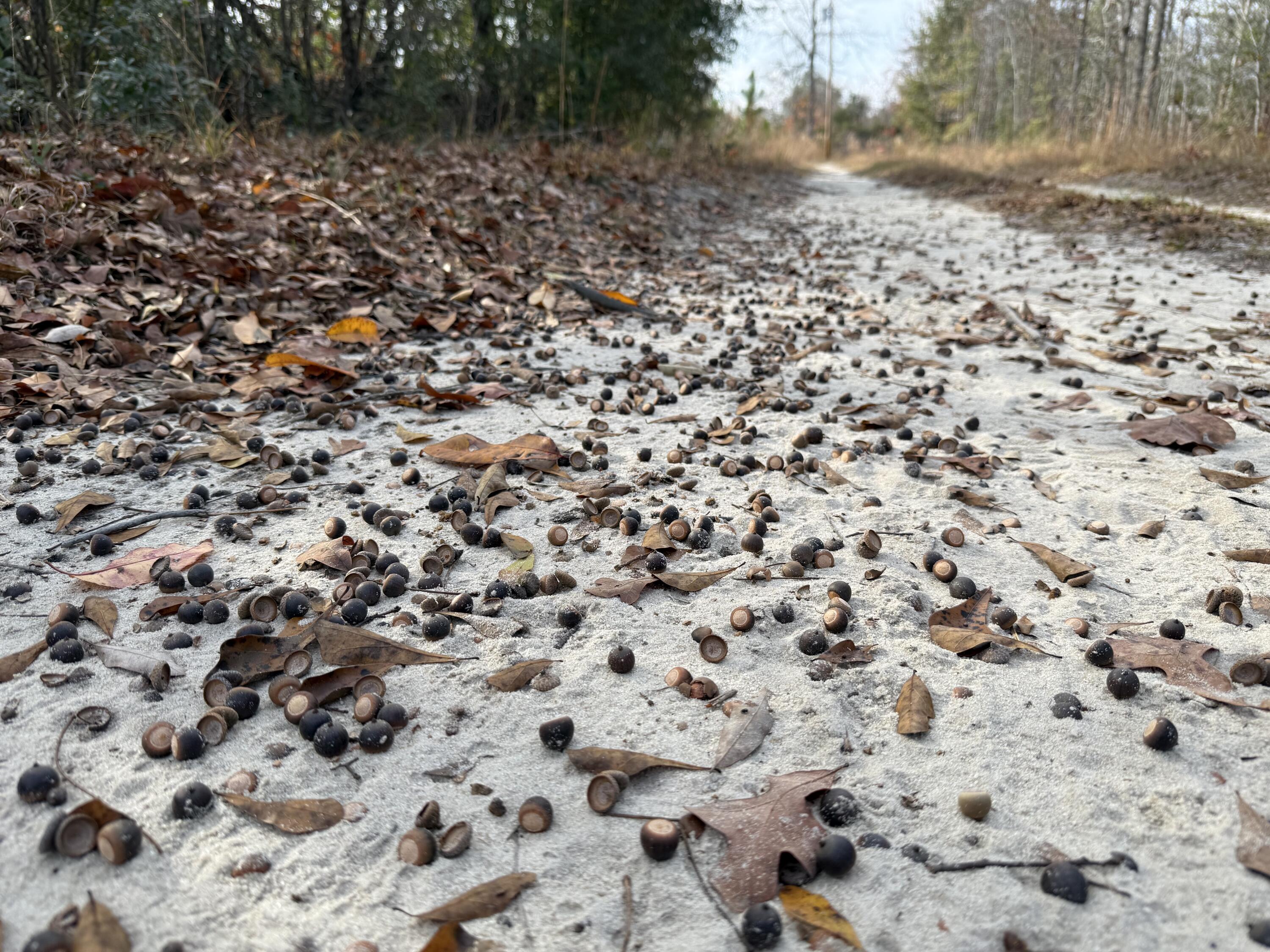 3391 Davis Bridge Road Williston, SC 29853 - Photo 2 of 16 IMG_3957