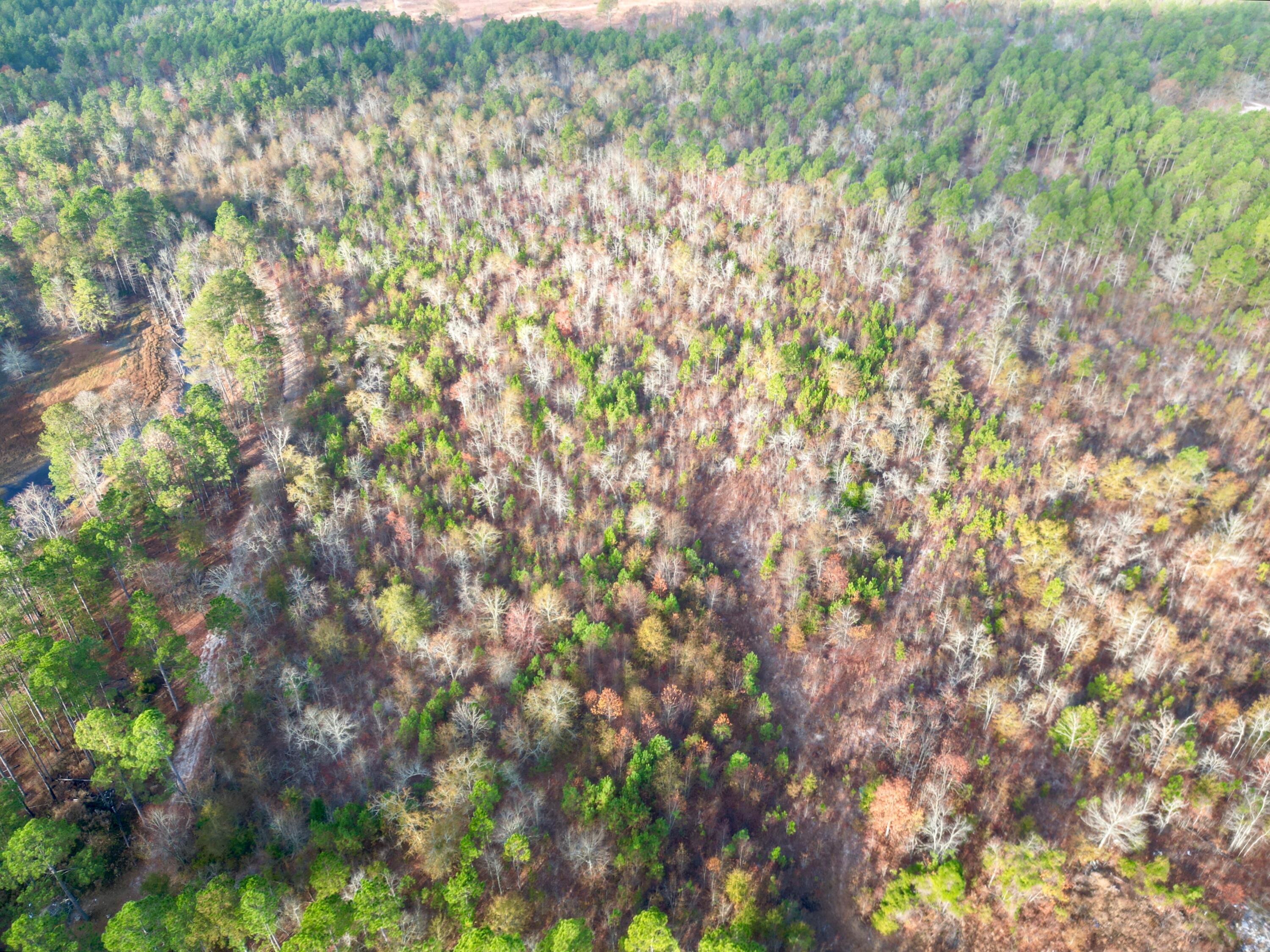 3391 Davis Bridge Road Williston, SC 29853 - Photo 4 of 16 dji-fly-20251124-090438-466-176399376405