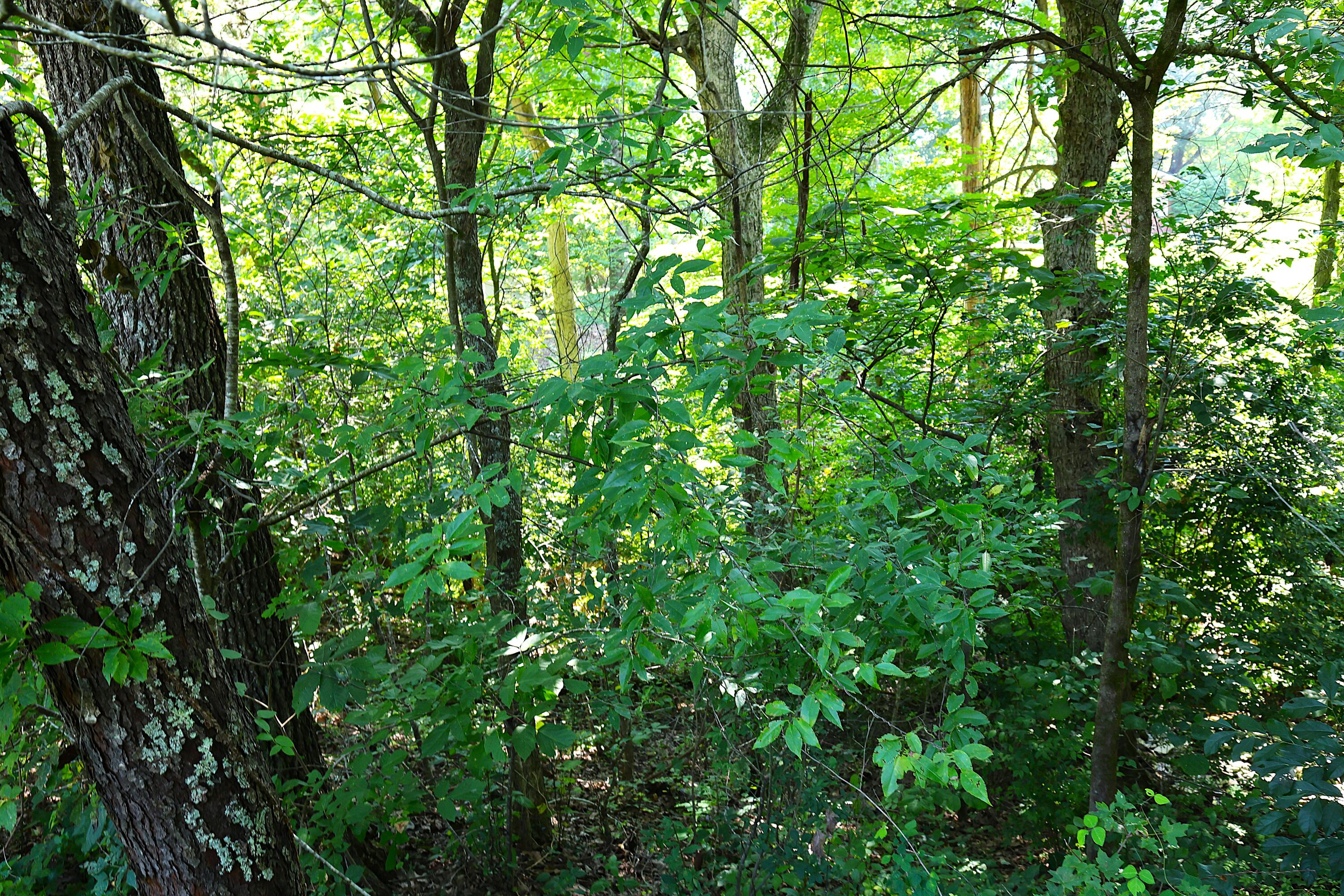 4225 New Irvine Road Waco, KY 40385 - Photo 60 of 67 Wooded Areas