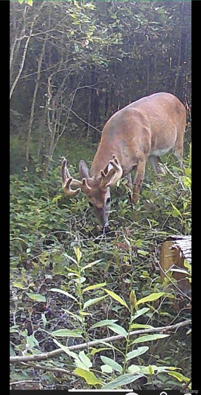 0 Squaw Creek Road Fostoria, MI 48435 - Photo 5 of 8 Gallery Image 5