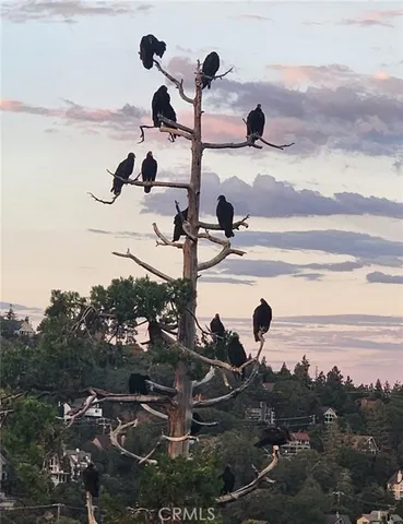 $29,900 | 900 Lo Lane, Twin Peaks, CA 92391