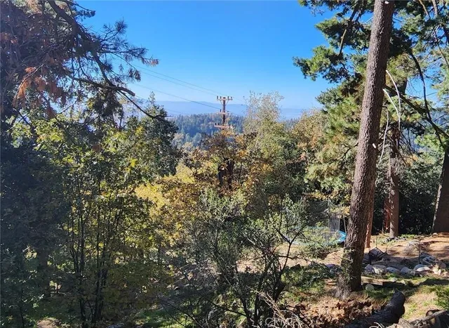 a view of a tree in a yard