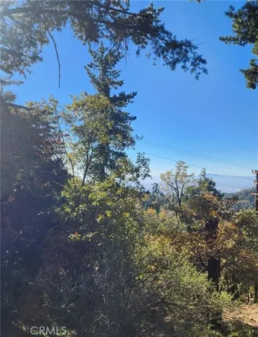 a view of a tree in a yard