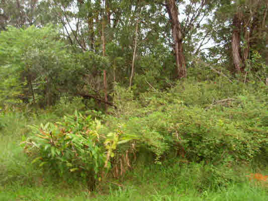 Lauko Rd Mountain View Mountain View, HI 96771 - Photo 3 of 4 Gallery Image 3
