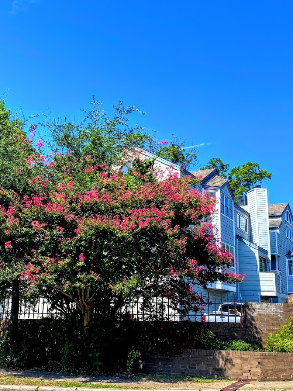 1808 Rio Grande Street, Unit 3 Austin, TX 78701 - Photo 20 of 29 a view of a bunch of flowers
