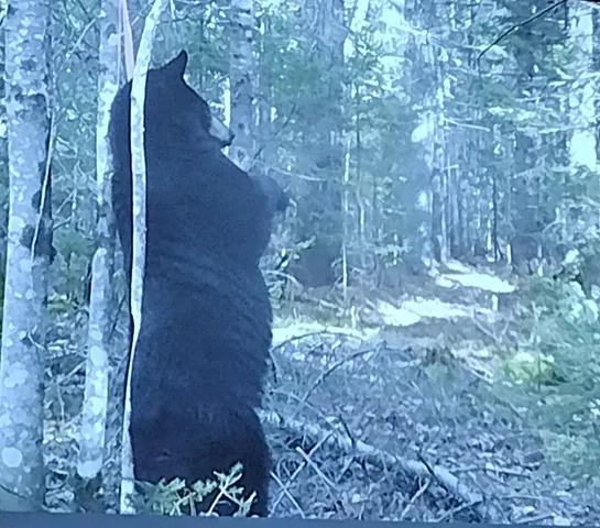 $122,000 | 170 Pine Road, Greenbush, ME 04418