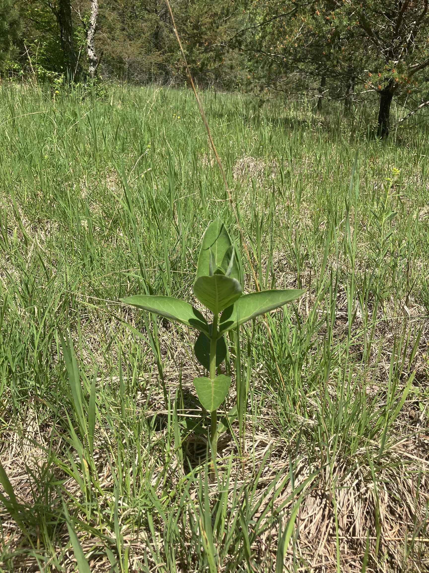 Tbd Dorman Road Northeast Kalkaska, MI 49646 - Photo 11 of 14