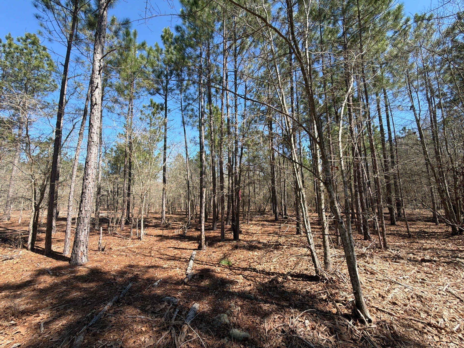 13 Boise Cascade, Unit BHL 13 Bethune, SC 29009 - Photo 12 of 36 11-Mar 18 2026 04_38pm-Ttc1