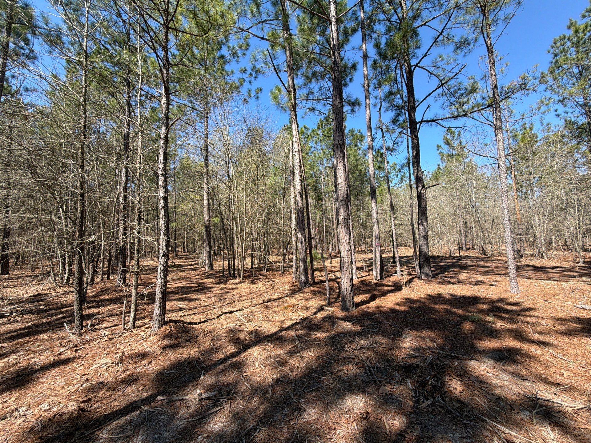 13 Boise Cascade, Unit BHL 13 Bethune, SC 29009 - Photo 13 of 36 12-Mar 18 2026 04_38pm-wSQc