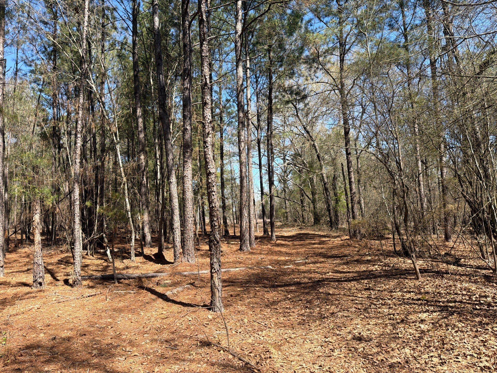 13 Boise Cascade, Unit BHL 13 Bethune, SC 29009 - Photo 20 of 36 19-Mar 18 2026 04_40pm-wnd4