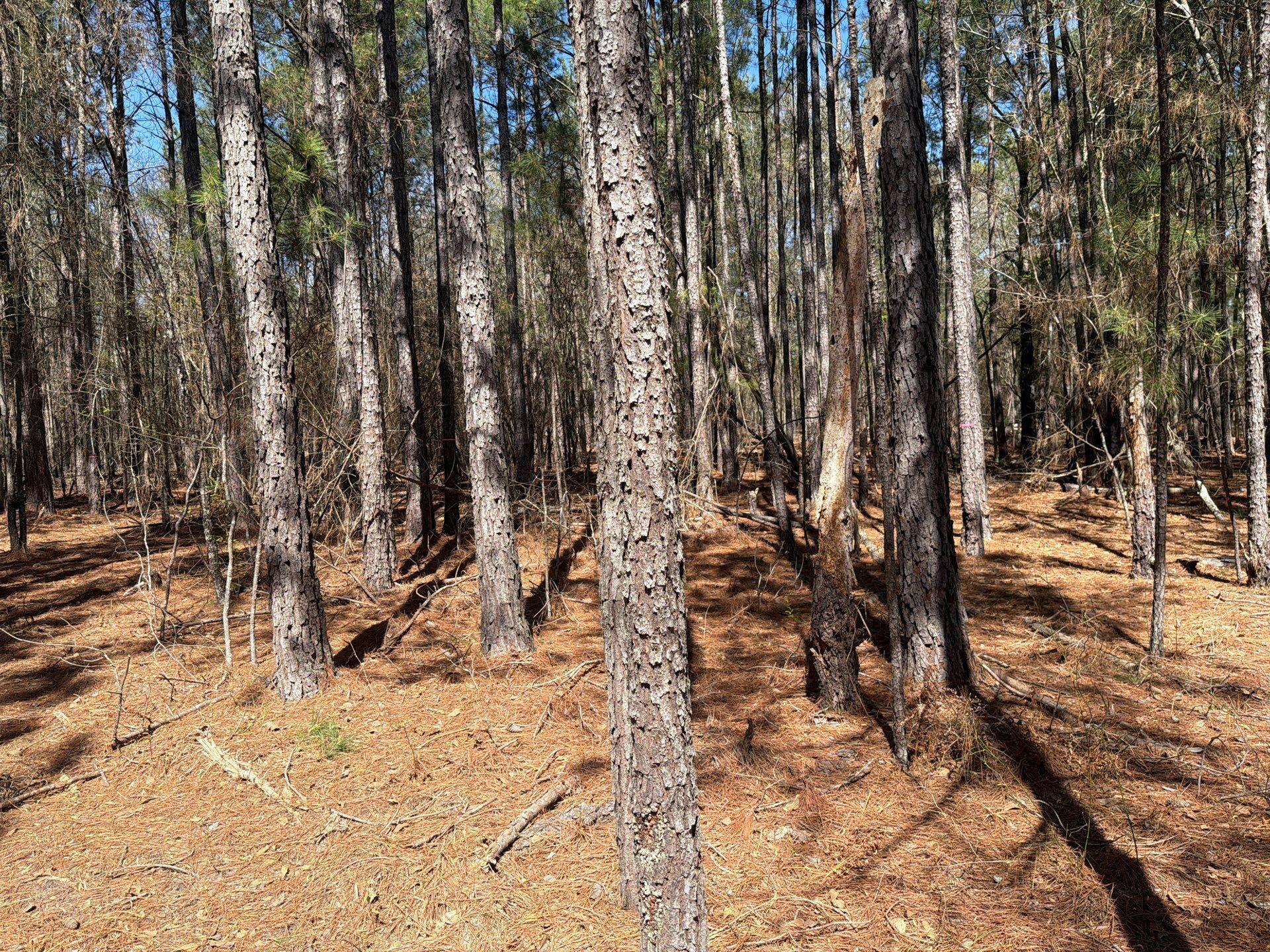 13 Boise Cascade, Unit BHL 13 Bethune, SC 29009 - Photo 21 of 36 20-Mar 18 2026 04_40pm-sFfc