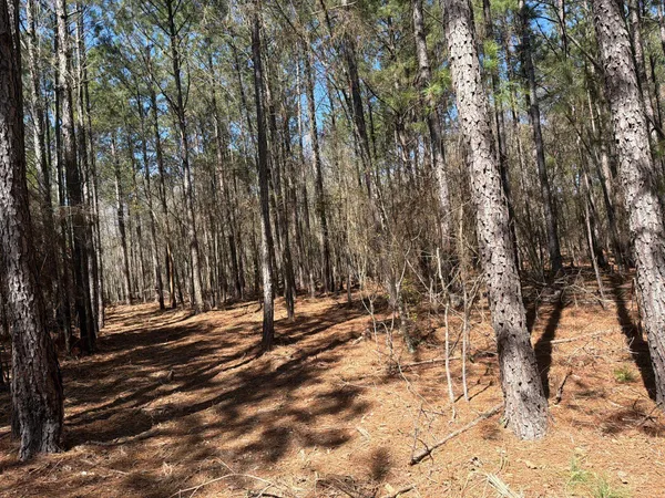 $99,900 | 13 Boise Cascade, Unit BHL 13, Bethune, SC 29009