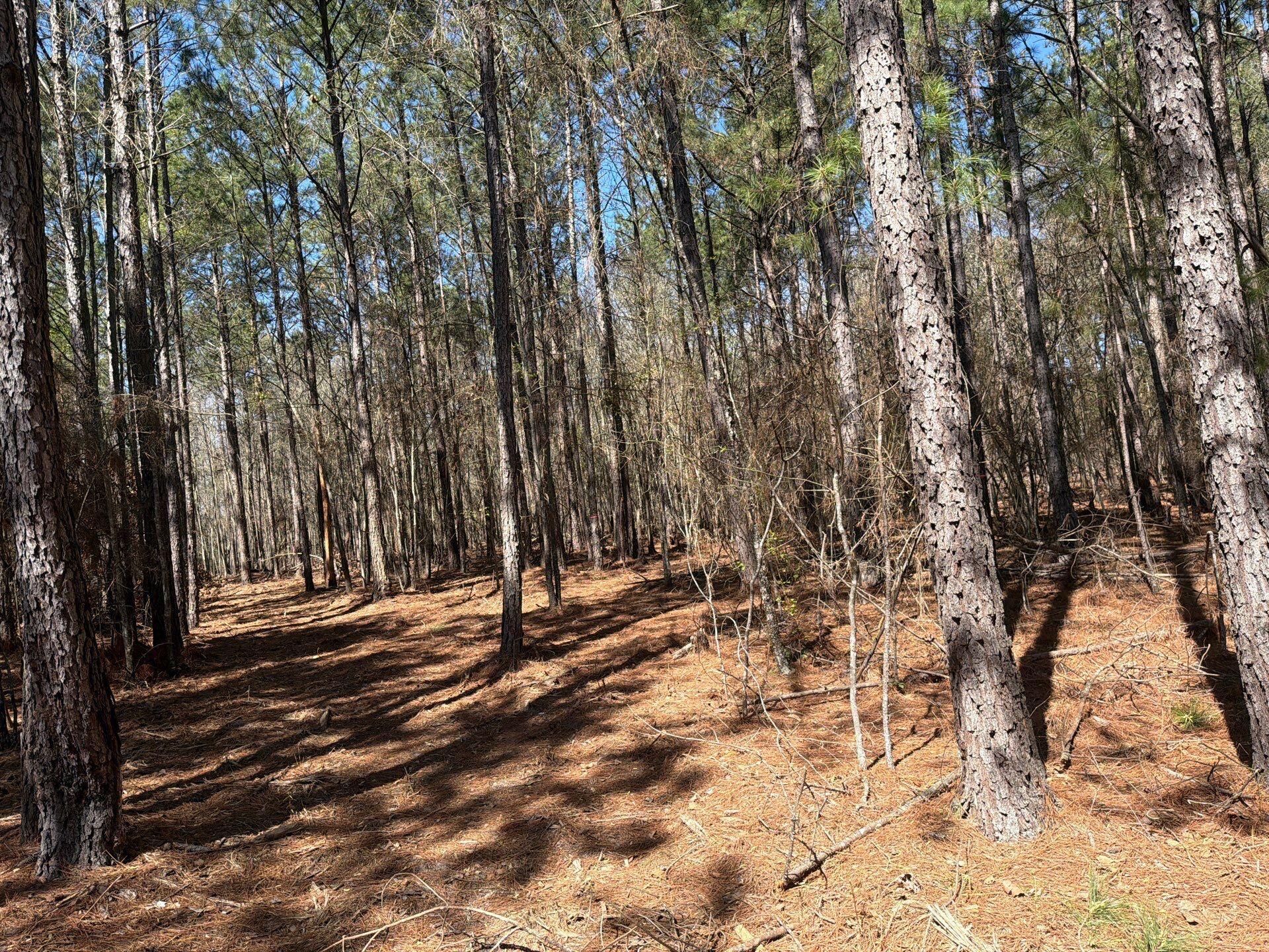 13 Boise Cascade, Unit BHL 13 Bethune, SC 29009 - Photo 22 of 36 21-Mar 18 2026 04_41pm-yTne
