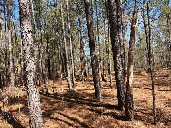 $99,900 | 13 Boise Cascade, Unit BHL 13, Bethune, SC 29009