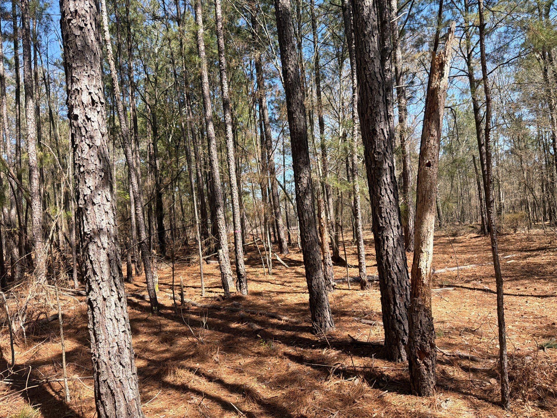 13 Boise Cascade, Unit BHL 13 Bethune, SC 29009 - Photo 23 of 36 22-Mar 18 2026 04_41pm-tetc