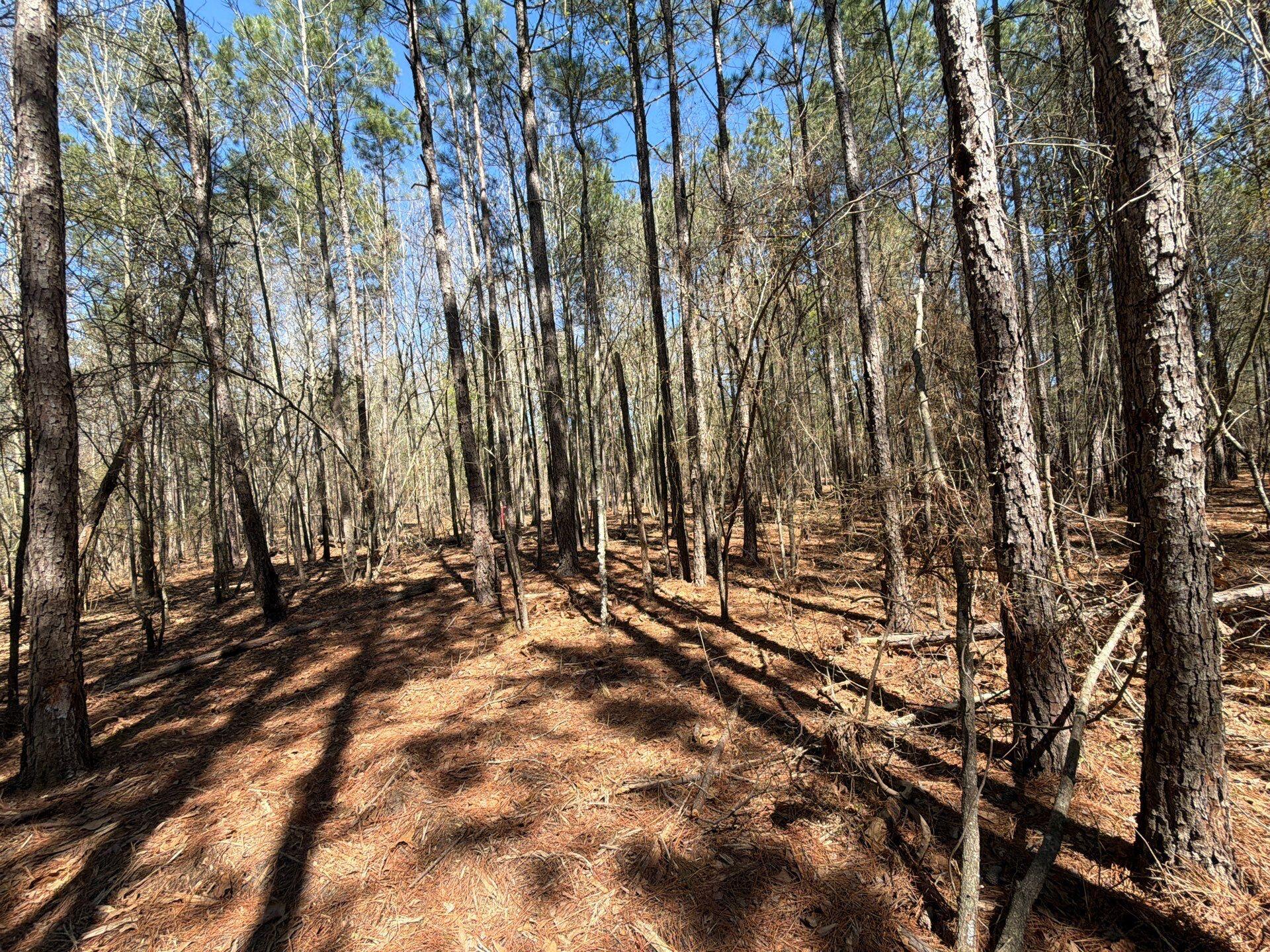 13 Boise Cascade, Unit BHL 13 Bethune, SC 29009 - Photo 25 of 36 24-Mar 18 2026 04_42pm-BiHB