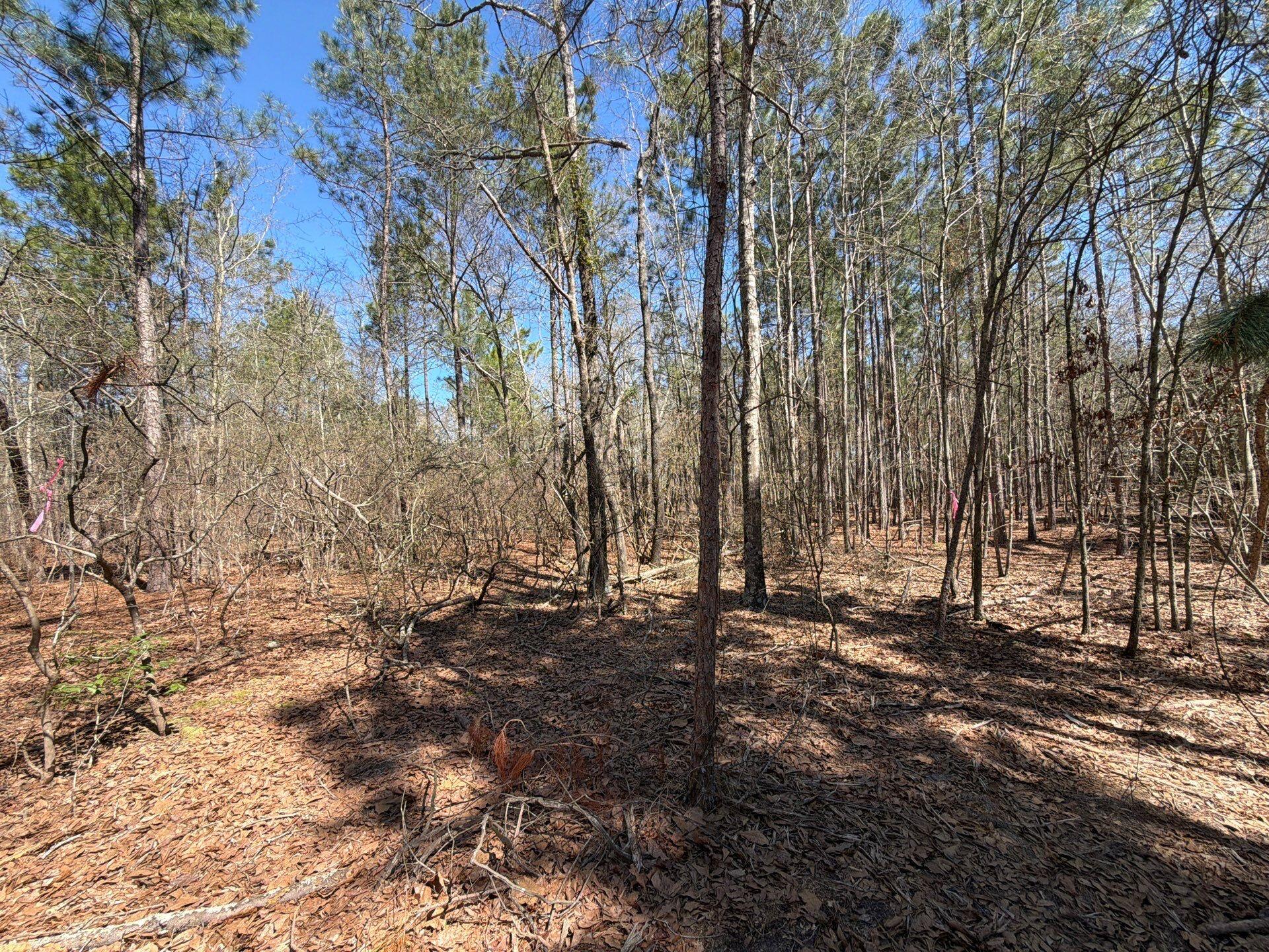 13 Boise Cascade, Unit BHL 13 Bethune, SC 29009 - Photo 5 of 36 4-Mar 18 2026 04_35pm-8xDr