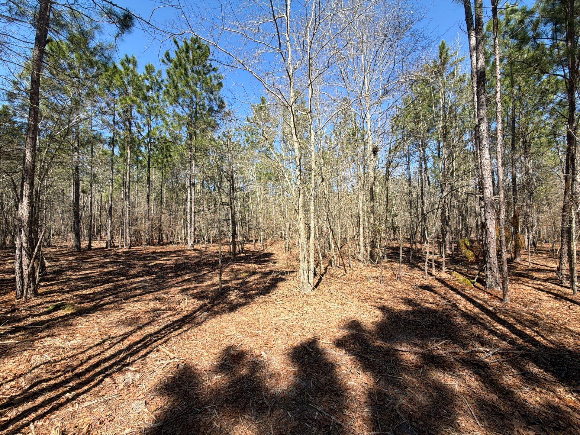13 Boise Cascade, Unit BHL 13 Bethune, SC 29009 - Photo 10 of 36 9-Mar 18 2026 04_36pm-q73W
