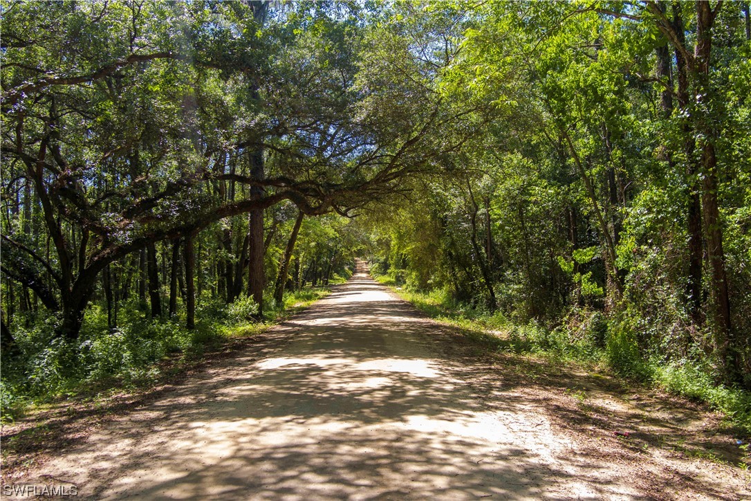 Northwest Hickory Road Madison, FL 32340 - Photo 13 of 21 a view of a yard with trees