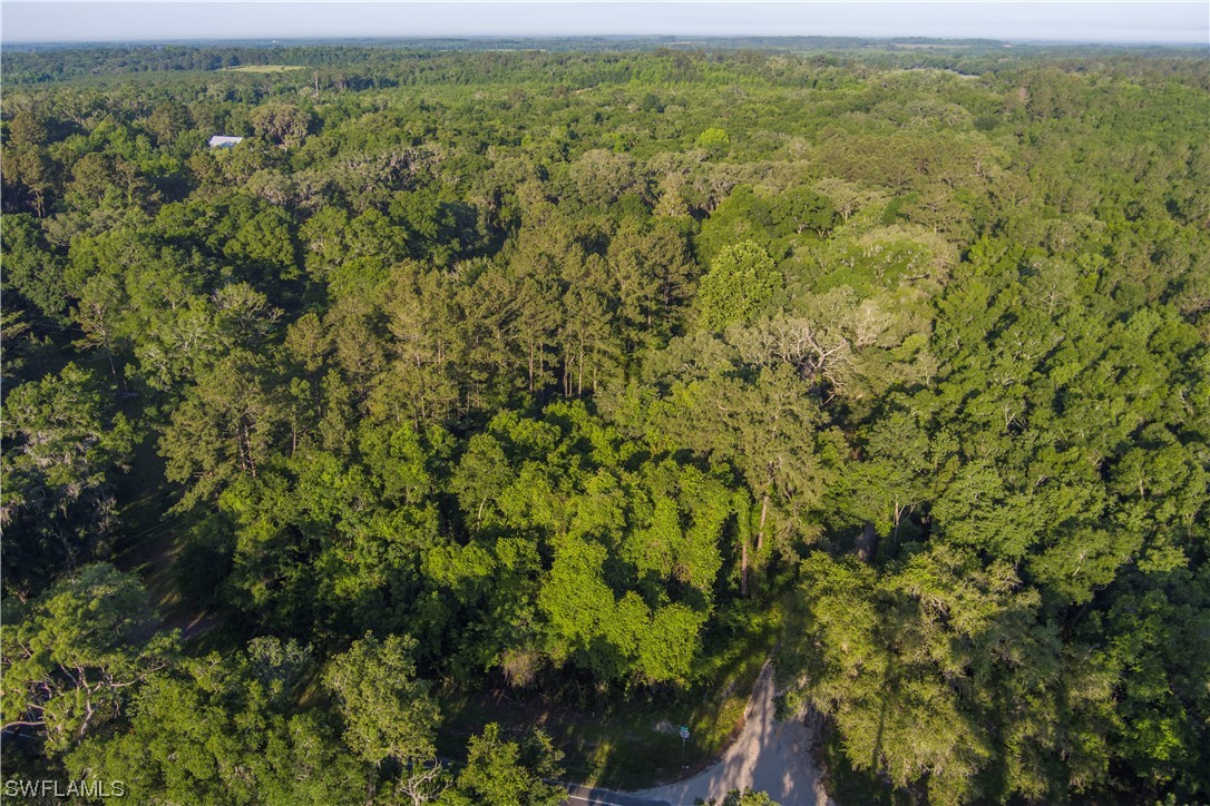 Northwest Hickory Road Madison, FL 32340 - Photo 5 of 21 a view of a forest with a street