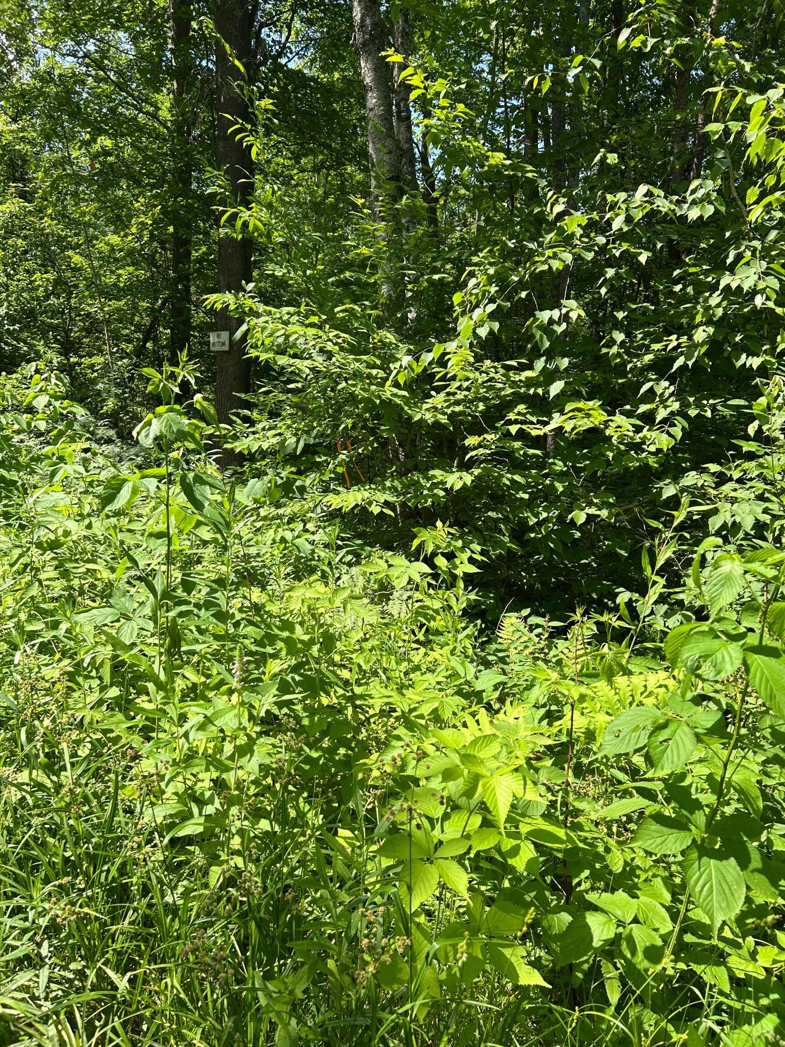 Tbd1 Duncan Road Sandstone, MN 55072 - Photo 4 of 6
