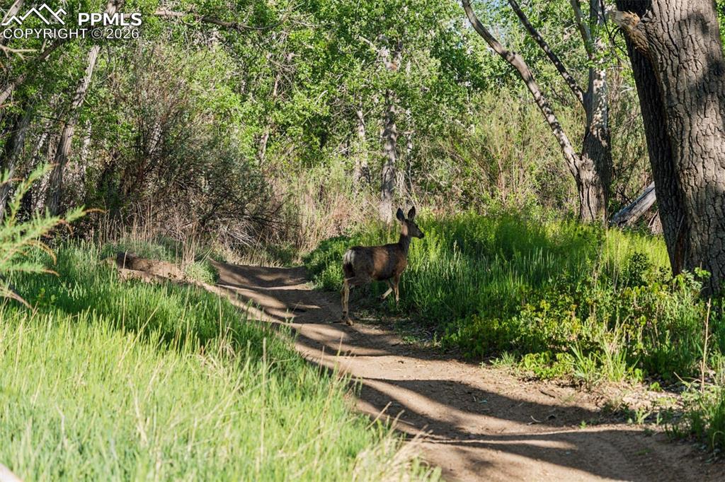 16880-1688 Old Pueblo Road Fountain, CO 80817 - Photo 42 of 47 Encounters like this are part of daily life—peaceful trails winding through the cottonwoods with frequent wildlife sightings