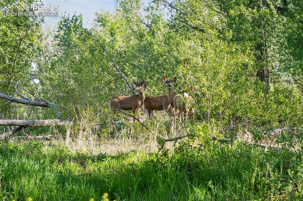 16880-1688 Old Pueblo Road Fountain, CO 80817 - Photo 43 of 47 Wildlife presence along the cottonwood-lined trail highlights the natural setting and privacy of the property
