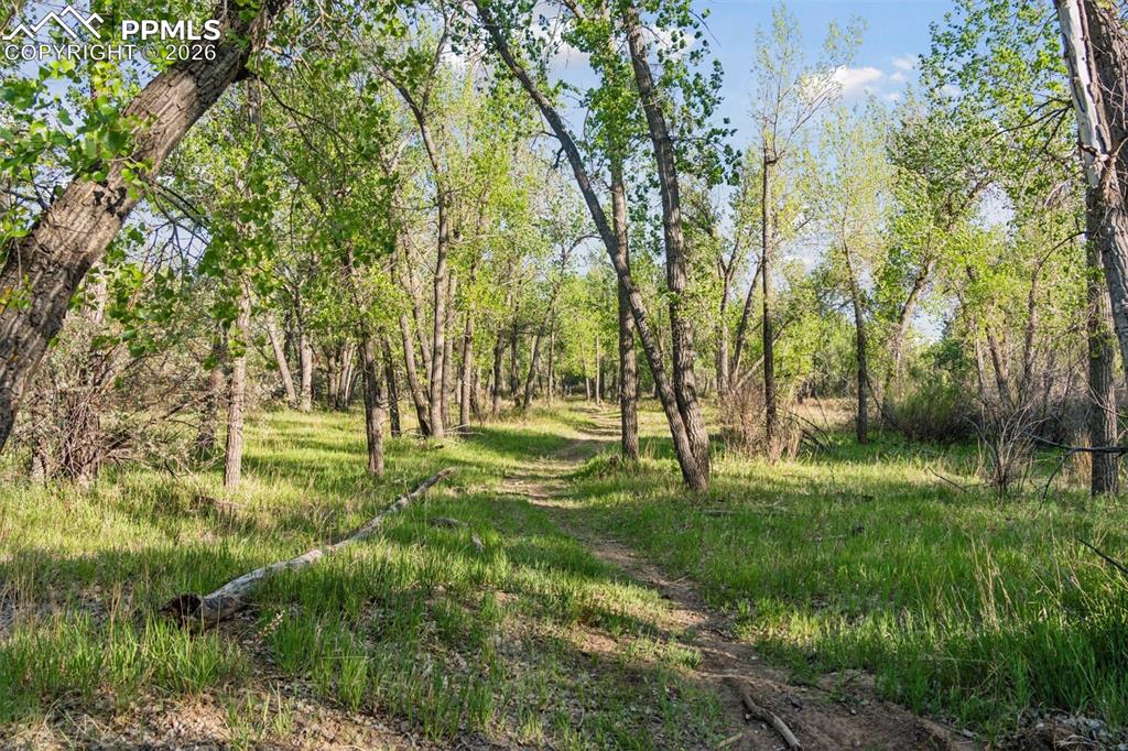 16880-1688 Old Pueblo Road Fountain, CO 80817 - Photo 45 of 47 A small natural opening tucked within the trees—an ideal pause point along the trail where the forest opens briefly before continuing on.